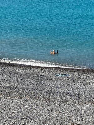 091AE0D9-9041-4F7E-8064-BAE0B9809AD1 4 5005 c