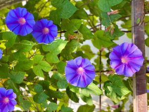 4F2A8996-7791-4E68-92BD-C015CA32211C