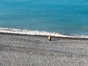 A5133114-D23A-42DA-BE42-177F63B1AD6A 4 5005 c