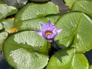 IMG 4767